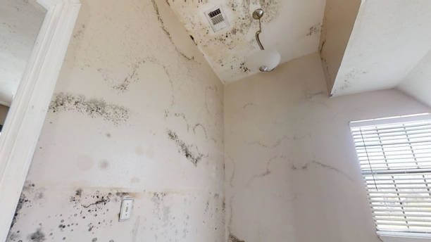 Best Emergency Mold Remediation  in Audubon Park, KY
