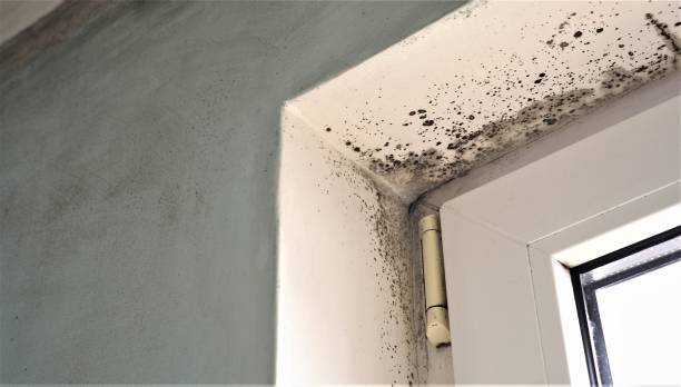 Best Attic Mold Removal  in Audubon Park, KY