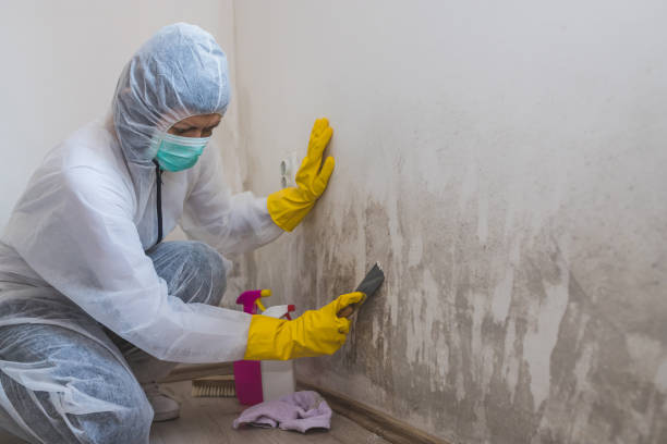 Best Black Mold Removal  in Audubon Park, KY