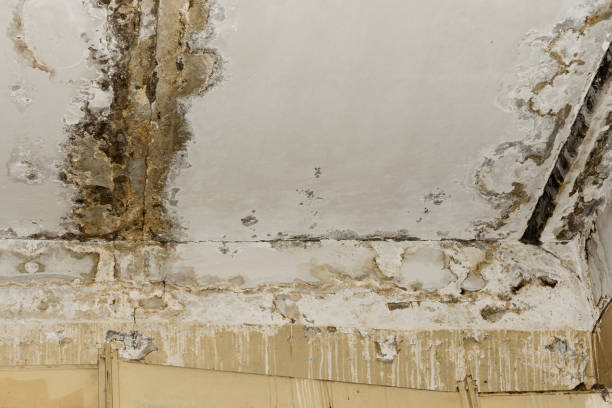Best Post-Remediation Verification Testing  in Audubon Park, KY