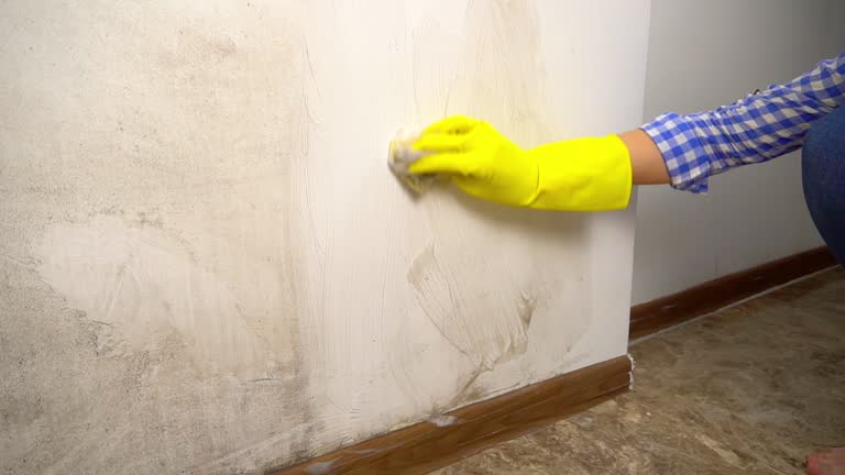 Best Mold Removal for HVAC Installations  in Audubon Park, KY