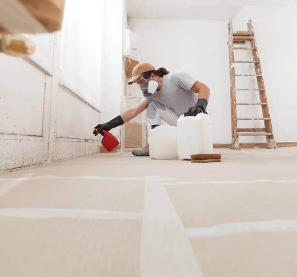 Best Mold Damage Restoration  in Audubon Park, KY