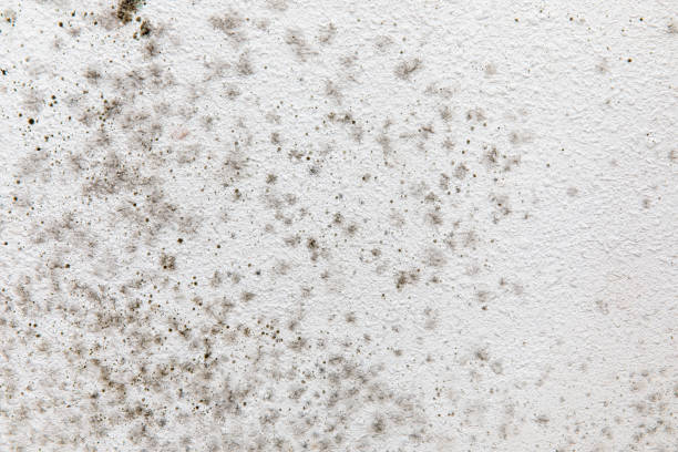 Best Airborne Mold Testing  in Audubon Park, KY