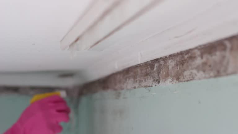  Audubon Park, KY Mold Removal Pros